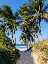 Palm trees on beach against sky