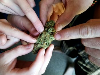 Close-up of people touching cannabis plant