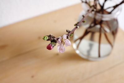 Close-up of pink flowering plant on table