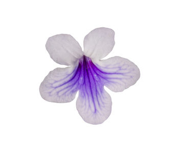 Close-up of purple flower against white background