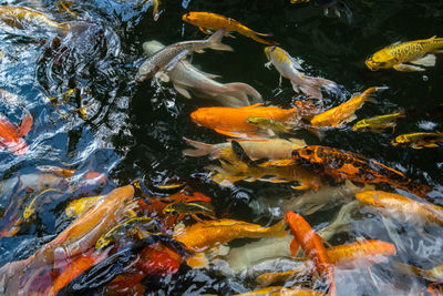 High angle view of koi carps swimming in pond