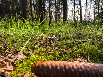 Surface level of trees growing on field