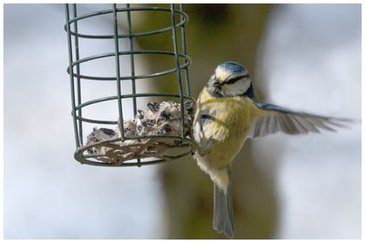 Close-up of bird perching on a feeder