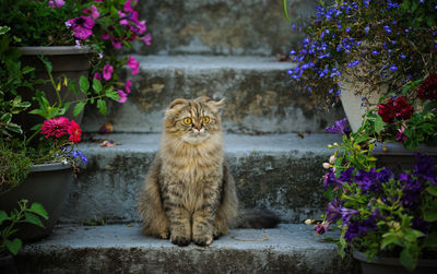 Portrait of cat sitting on flower pot