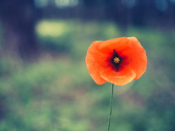 Close-up of orange poppy