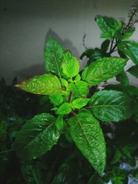 Close-up of green plant in water