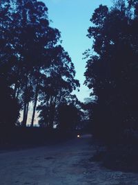 Trees against sky