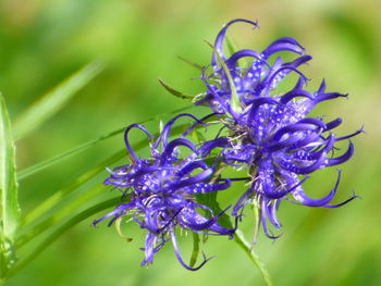 Close-up of purple flowering plant