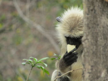 Close-up of a monkey