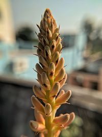 Close-up of flowering plant