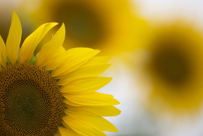 Close-up of yellow flower