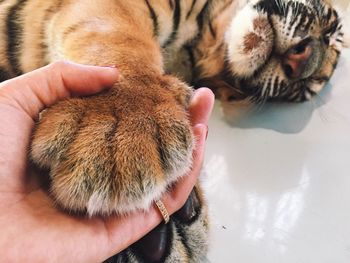 Close-up of tiger paw hold by woman