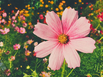 Close-up of pink flower