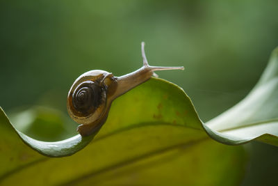 Snail on green leaf