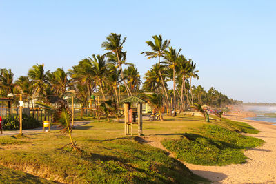 Palm trees by sea against clear sky