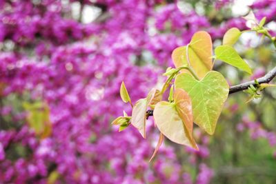 Close-up of pink flowering plant