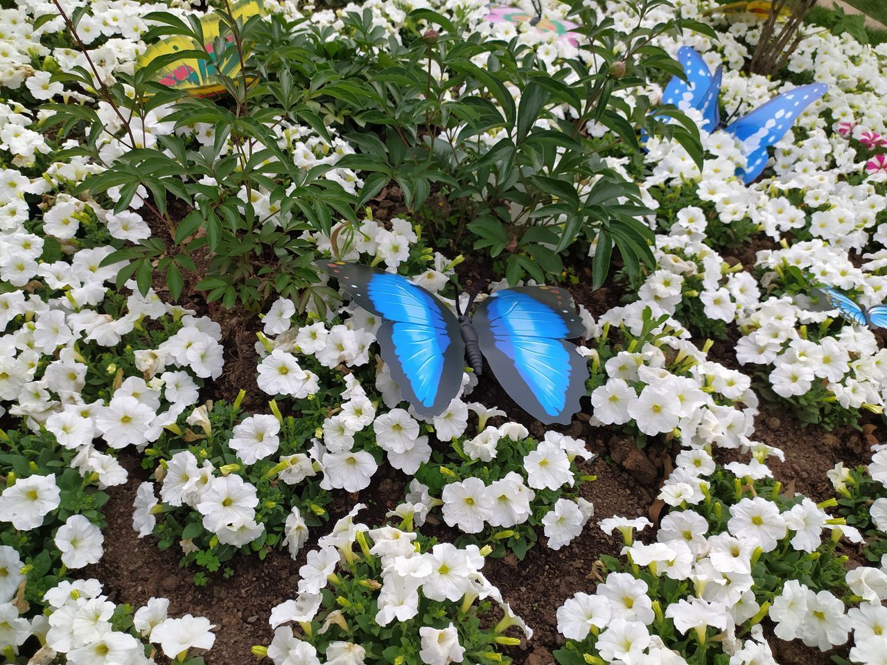 HIGH ANGLE VIEW OF BLUE BUTTERFLY ON WHITE FLOWERING PLANT