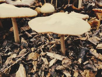 Close-up of mushroom growing in forest