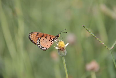 Close-up of butterfly pollinating on flower