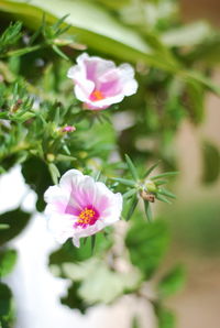 Close-up of pink flowering plant