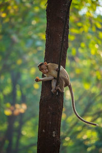 Monkey sitting on tree trunk