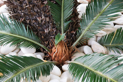 Close-up of palm tree leaves