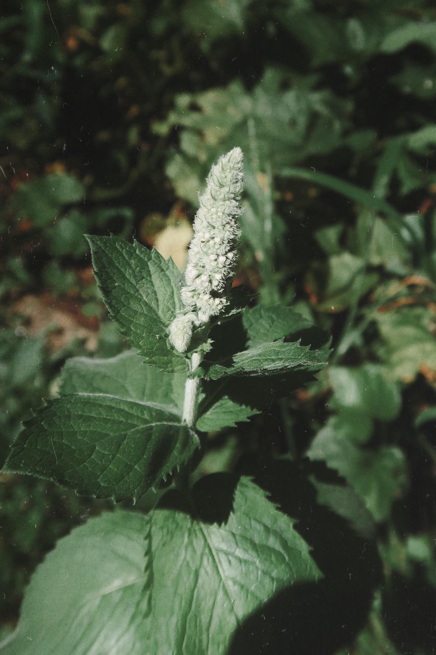 CLOSE-UP OF WHITE FLOWERING PLANT LEAVES