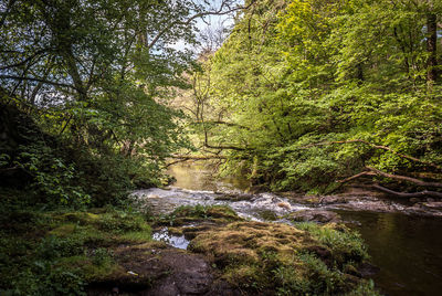 Stream amidst trees in forest