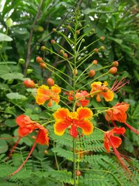Close-up of orange flowering plants