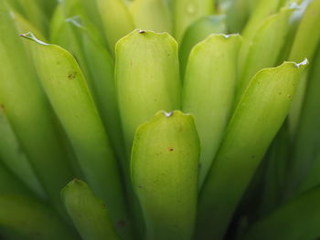 Full frame shot of succulent plant