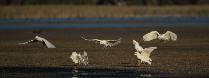 Flock of birds in the water