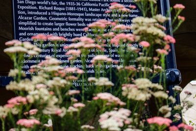 View of flowering plants