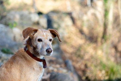 Portrait of dog standing outdoors