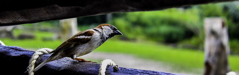 Close-up of bird perching on railing