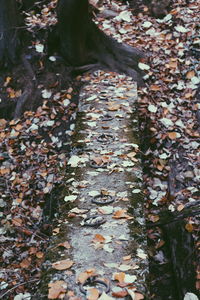 Close-up of autumn leaves in forest