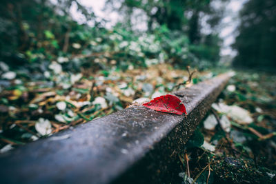 Close-up of red leaf in forest