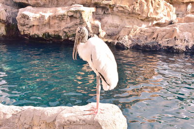 View of bird in lake