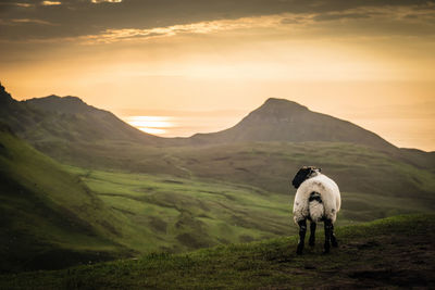 View of a horse on landscape