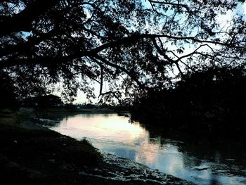 Reflection of trees in lake