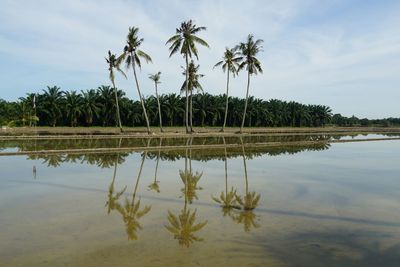 Reflection of coconut palm tree at paddy field