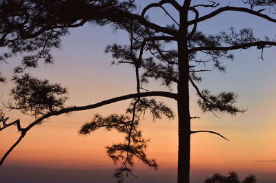 Low angle view of silhouette tree against sky during sunset