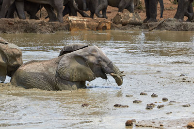African elephant playing in the water