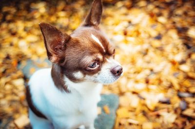 Close-up of dog during autumn