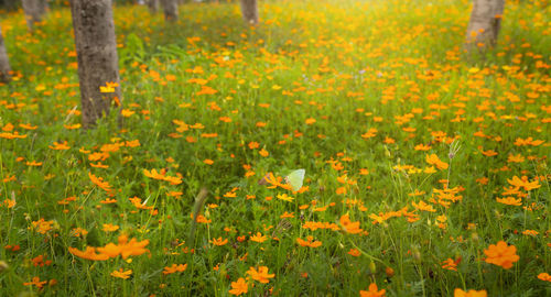 Close-up of yellow flowering plants on field