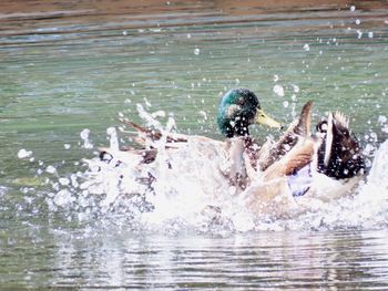 Closeup of a mallard bathing in the pond