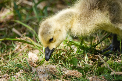 Close-up of a bird on field