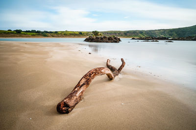 Driftwood on beach by sea against sky