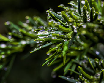 Pine needles and raindrops