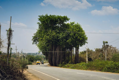 Trees by road in city against sky