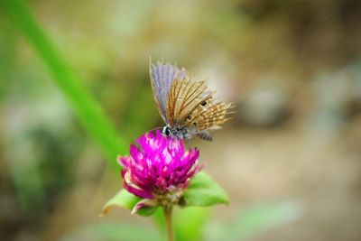 Close-up of honey bee on thistle